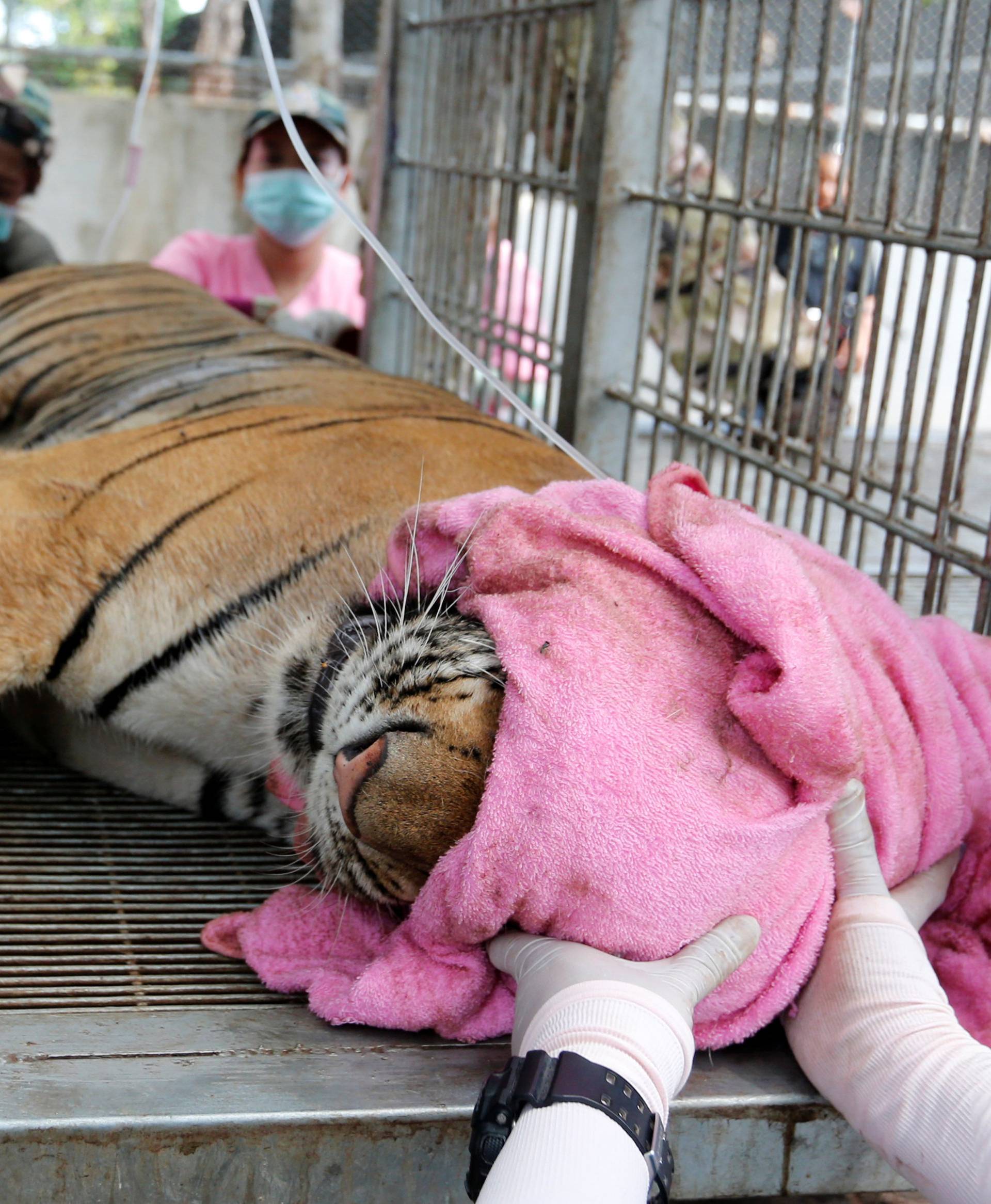 A sedated tiger is seen in a cage as officials continue moving live tigers from the controversial Tiger Temple, in Kanchanaburi province