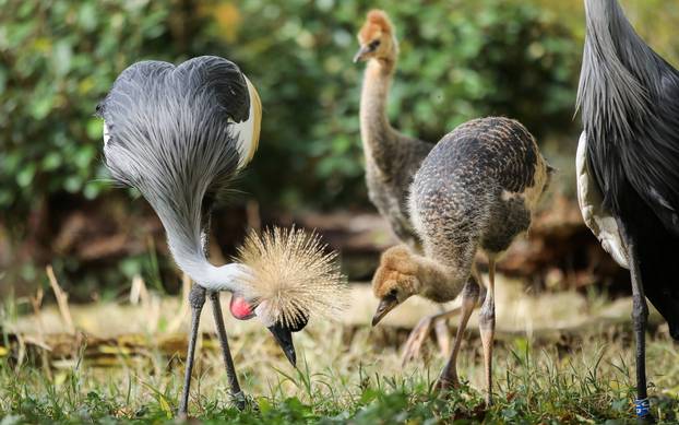 Zagrebački krunati ždralovi predstavljeni javnosti 