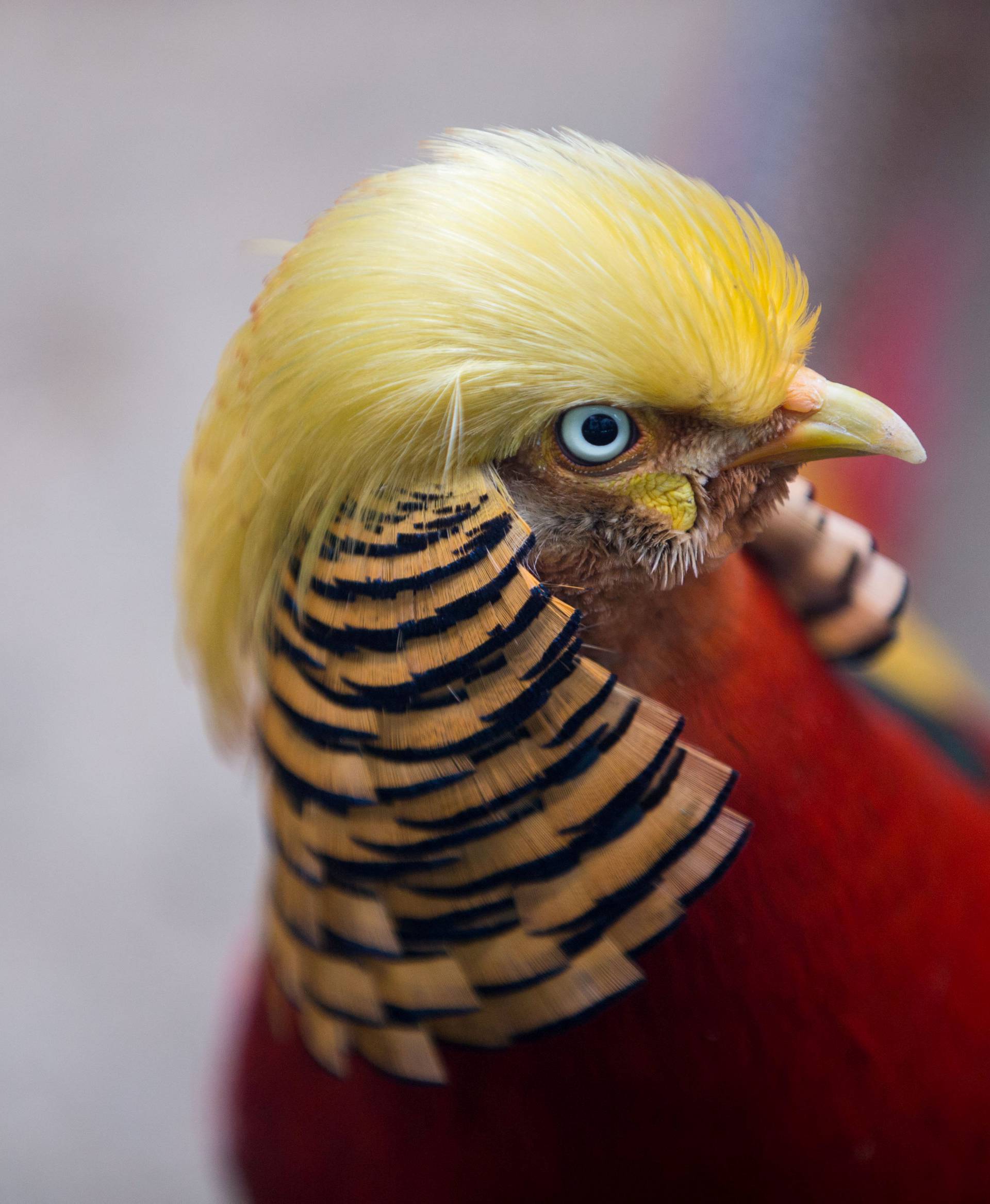 A golden pheasant is seen at Hangzhou Safari Park in Hangzhou