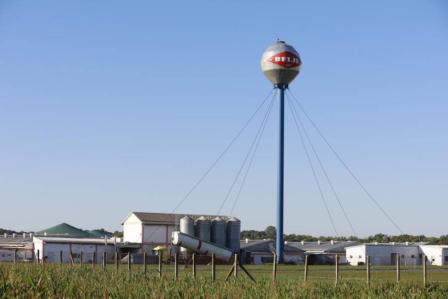 Sokolovac: Kreće eutanazija svinja, uvode se novi sigurnosni protokoli