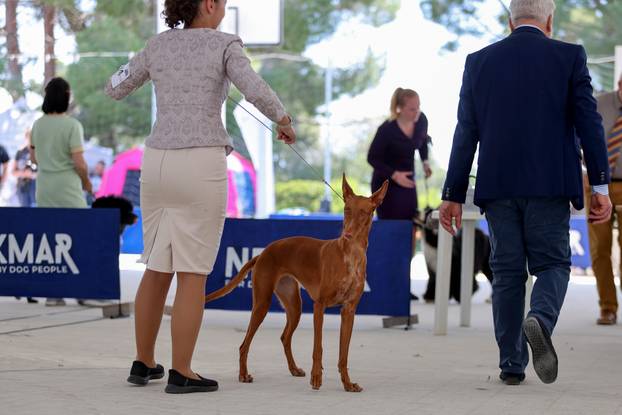 Zaton: Međunarodna izložba pasa pod nazivom CACIB Zadar 2025