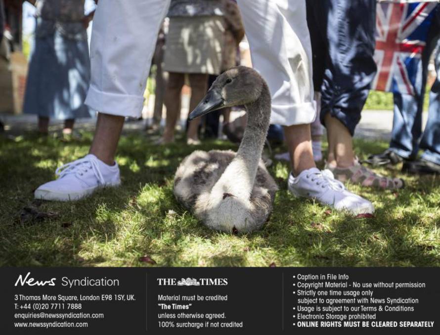 News Syndication/PIXSELL