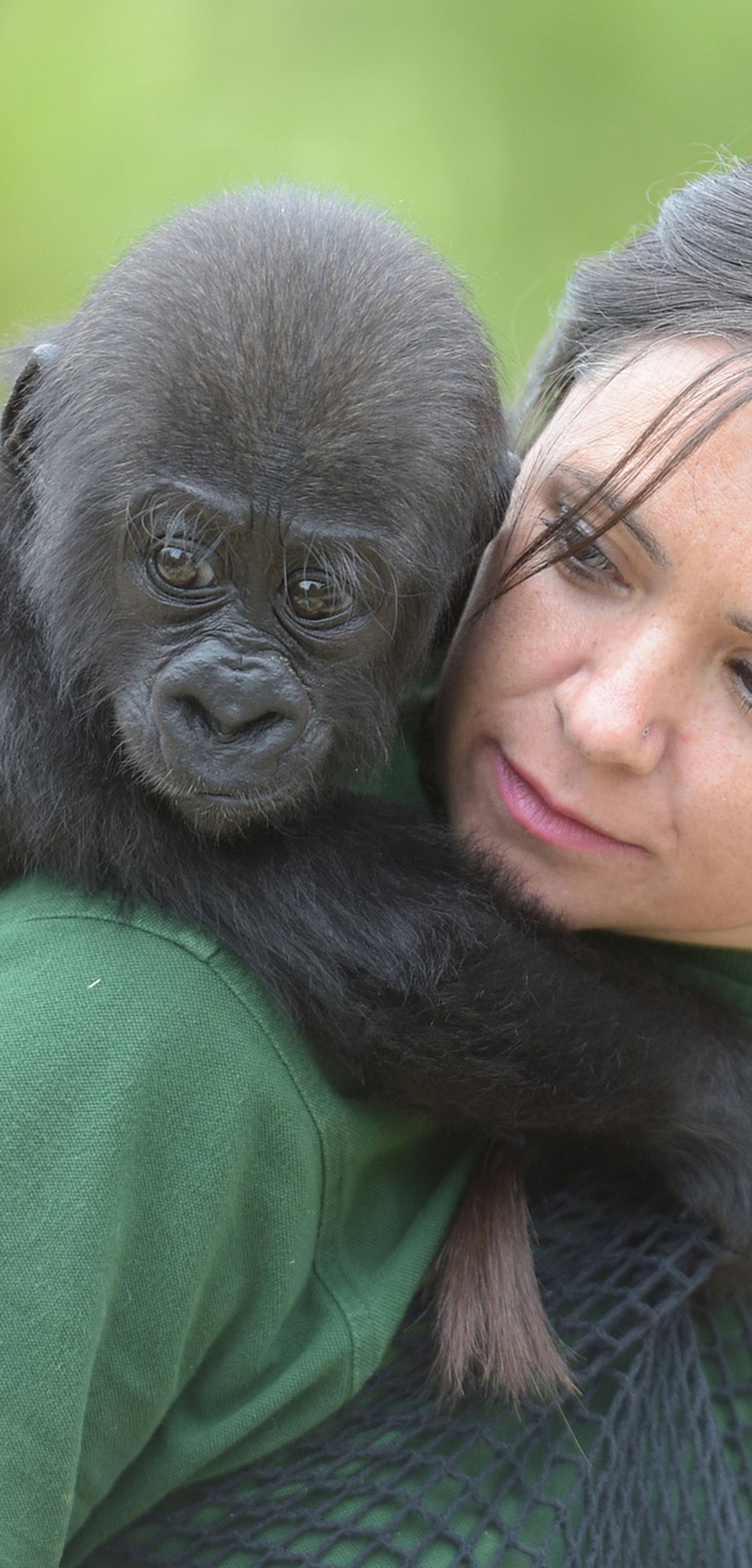 Baby gorilla plays with keeper at Bristol Zoo