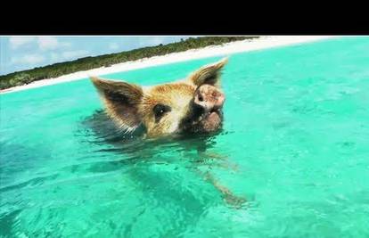 Svinje imaju svoj otok na Bahamima, plivaju i sunčaju se