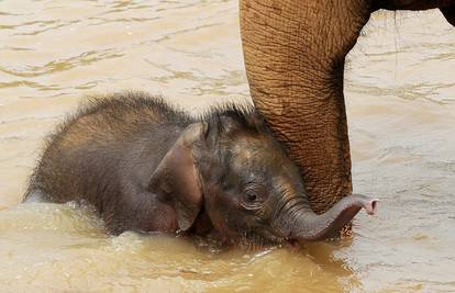Mali slon prvo kupanje obavio je uz pomoć majke slonice 