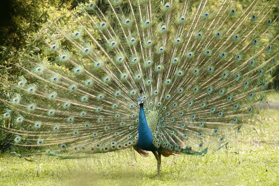 Robert Anić/PIXSELL