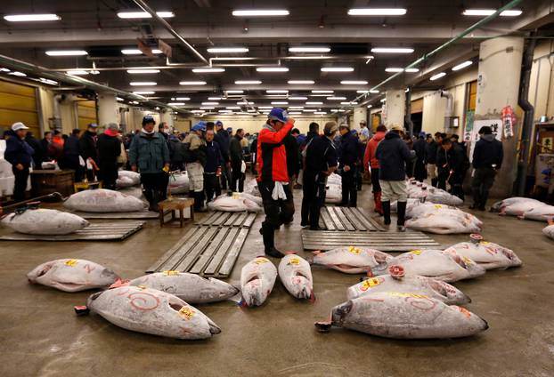 Wholesalers check the quality of frozen tuna displayed at the Tsukiji fish market before the New Year