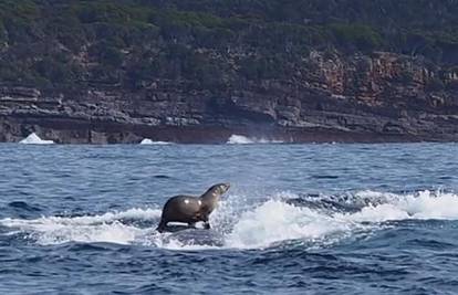 Fotografirao kitove, a 'ulovio' nešto što se jako rijetko viđa