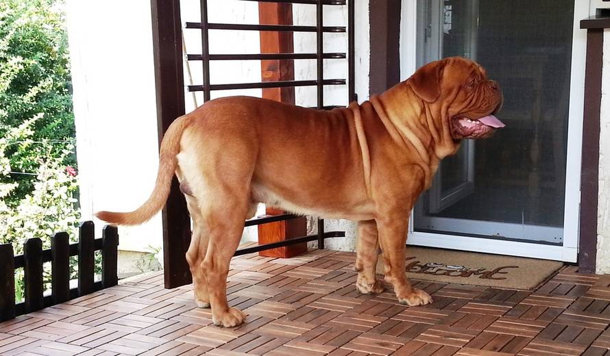 24ljubimci/Fotografije čitatelja