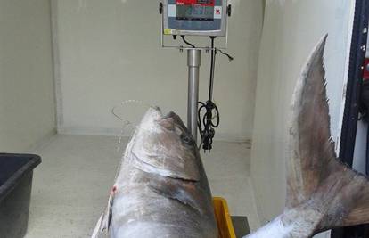 Ribaru iz Komiže na parangal se zakačio gof teži od 36 kila