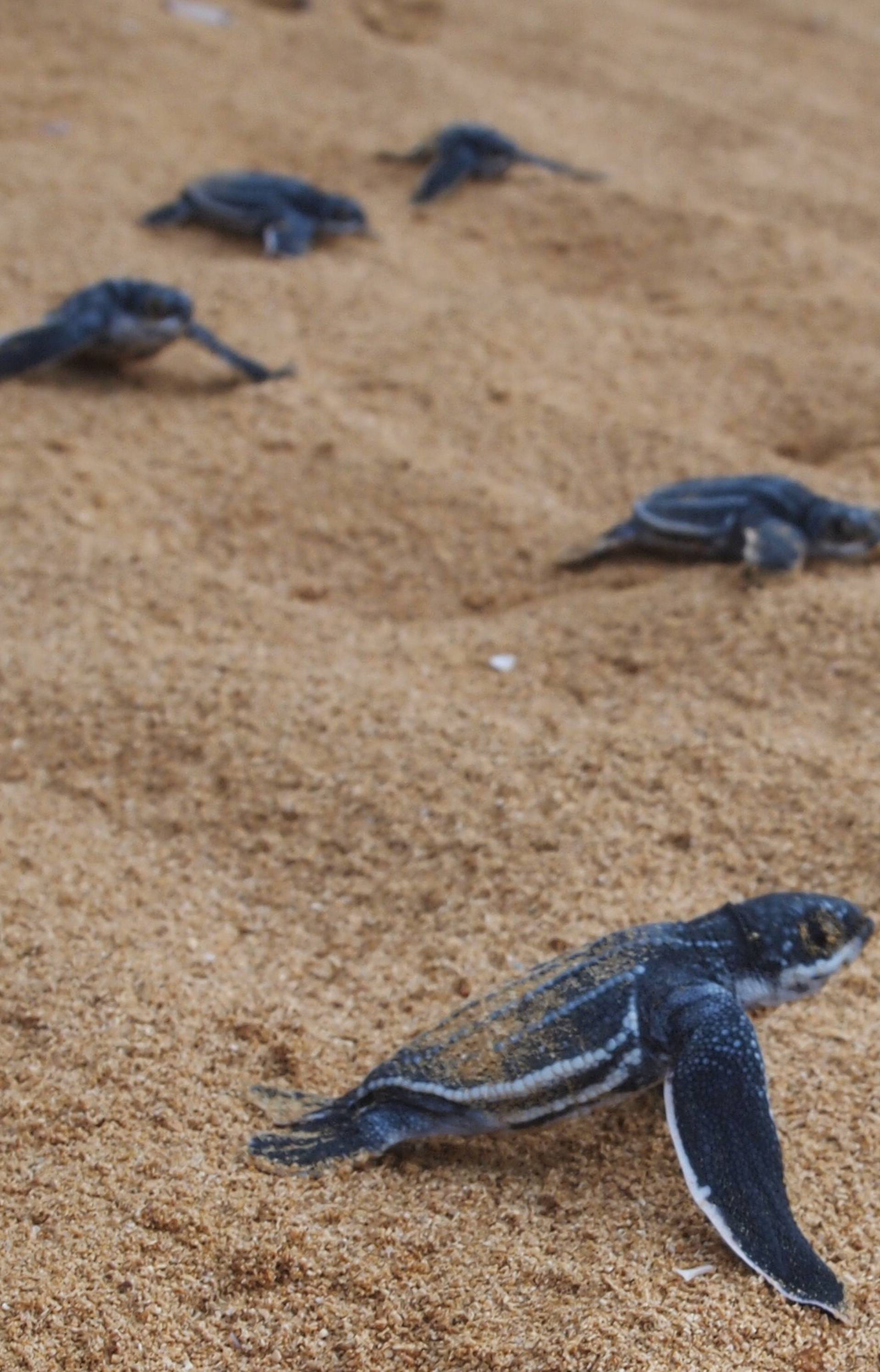 Na pustim plažama na Floridi i Tajlandu sve više ima kornjača