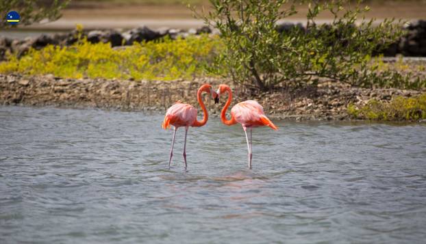 FOTO Curaçao prvi put ide na Svjetsko prvenstvo! Jeste li znali da postoji i mali Curaçao?