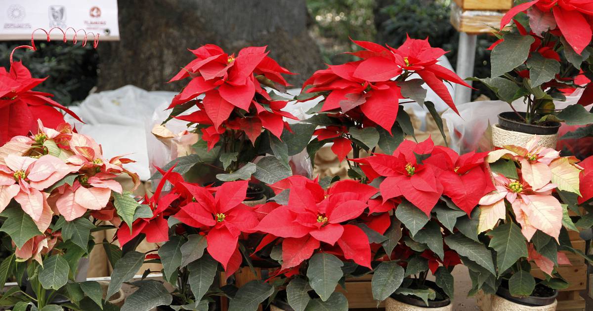 Dispelling the Myth: Poinsettias are not poisonous, but can trigger allergic reactions