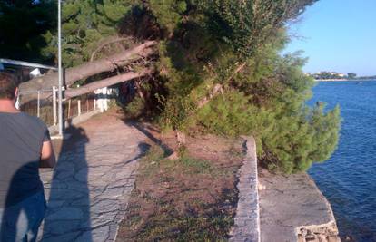 Sukošan: Veliki bor se slomio i svom težinom pao je na plažu