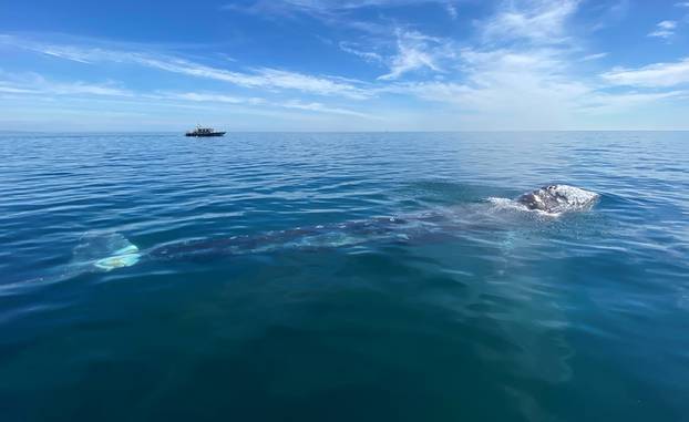 Wally, the lost gray whale calf in the Mediterranean Sea, has little chance of returning to his native North Pacific