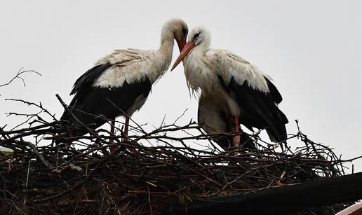 Klepetan i Malena bili su simbol romantike - njihova ljubavna priča dirnula je i Jadranku Kosor