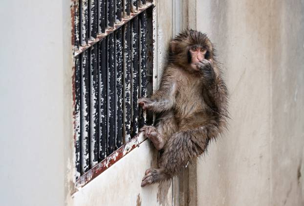 Punch, a Japanese macaque known for clinging to a stuffed orangutan, looks on at Ichikawa City Zoo in Ichikawa