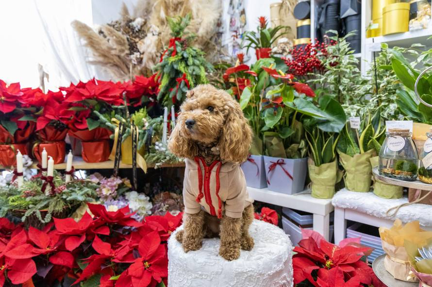 24sata: Pula: Pas pozira ispred cvjećarnice i glumi soba