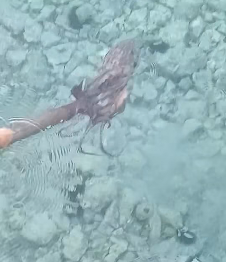 Nevjerojatna snimka iz Tisnog: Baka ostima lovila hobotnicu, a iza nje viri peraja morskog psa