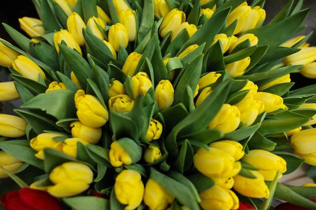 Zagreb: Bogat izbor cvijeća i cvjetnih aranžmana povodom Valentinova