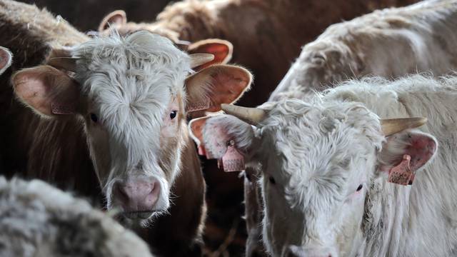Nabavljaju cjepivo: U BiH nema bolesti kvrgave kože goveda