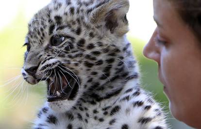 Dva mjeseca star leopard režao na liječnikom pregledu