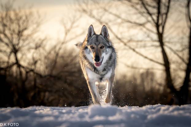 GALERIJA Nastali su od vukova, rođaci su Nazgula s Olimpijskih igara i žive kraj Velike Gorice!