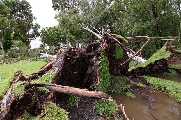 Fallen trees are pictured ahead of Tropical Cyclone Alfred's landfall at Pottsville Beach
