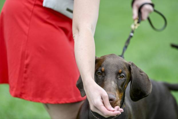 Velika Gorica: IDC Svjetsko prvenstvo pasmine doberman