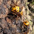 Pet najopasnijih insekata: Ubod ovog mrava boli poput metka