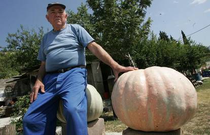 Vrtlar će tikvama teškim 200 kila nahraniti svinje