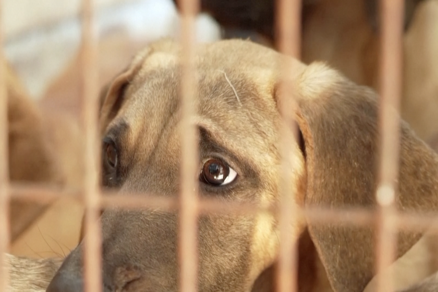 Južna Koreja zabranjuje prodaju psećeg mesa, uzgajivači očajni