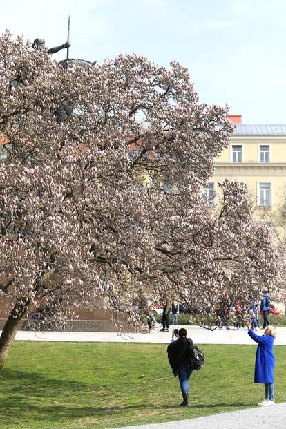 Stara magnolija sramežljivo je pokazala svoje prve cvjetove