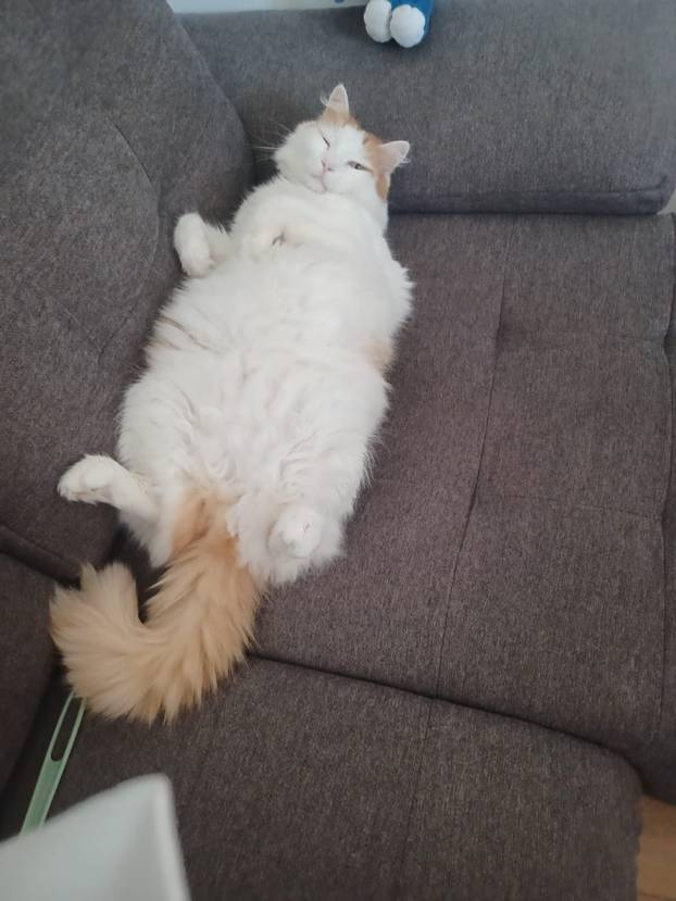 SUPER FOTKE vaših ljubimaca! Neki bi mogli biti viralni hit, ali svi su jednostavno neodoljivi