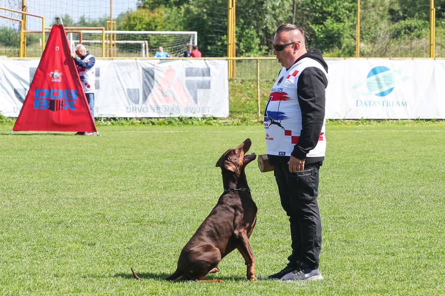 Međunarodna izložba natjecanje dobermana u Kurilovcu