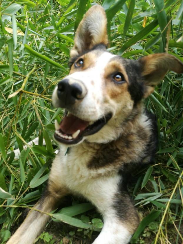 SUPER FOTKE vaših ljubimaca! Neki bi mogli biti viralni hit, ali svi su jednostavno neodoljivi