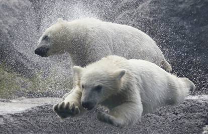 Polarni medvjedi otkrili novu taktiku kako zaštititi mladunce