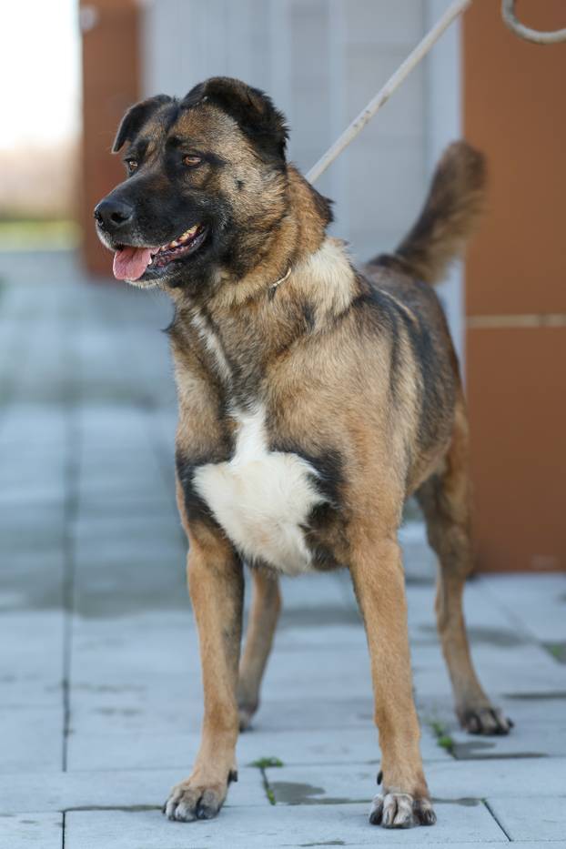 Zagreb: Psi u skloništu u Dumovcu 