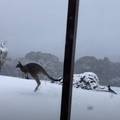 Kad u Australiji padne snijeg, klokani uživaju - pogledajte ih