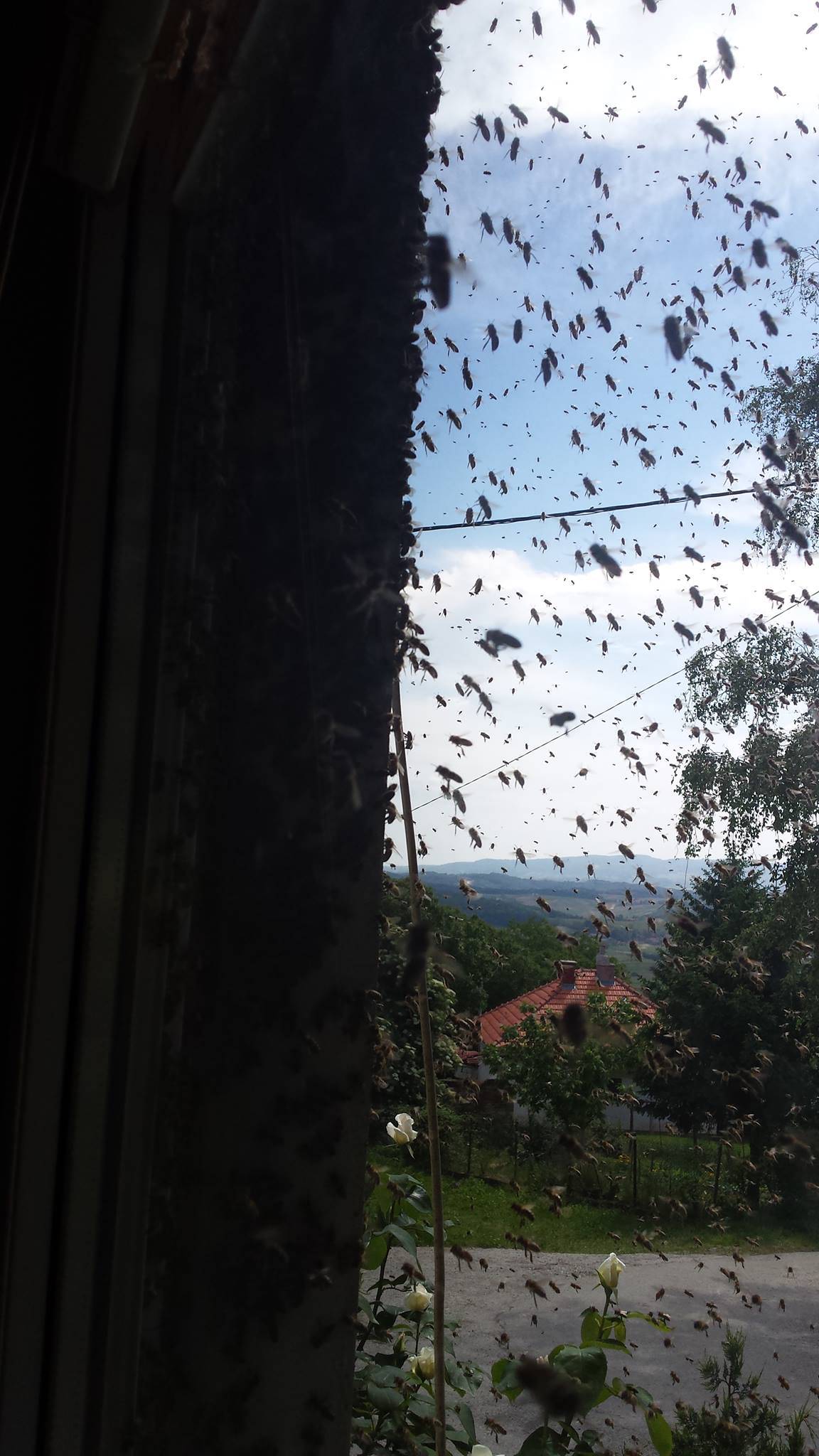 Cijeli su dan bili zatvoreni u kući zbog napada pčela...