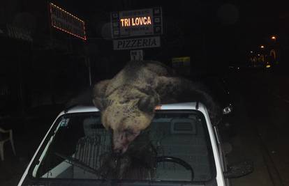 Lovci su ubili medvjeda te ga krvava vozili na krovu 