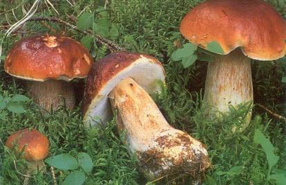 Kuhanjem suhe gljive postaju aromatičnije 