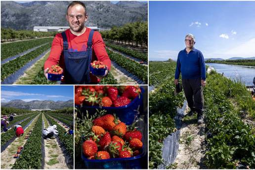 U dolini Neretve samo barkom mogu do polja jagoda: 'Ovo ti je raj na zemlji, radit ću do stote'