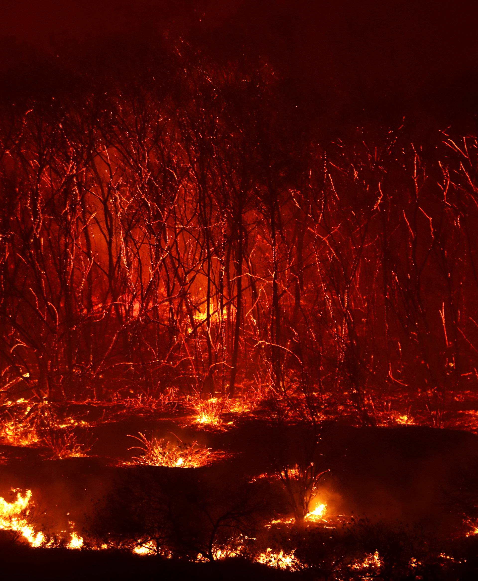 Trees glow in the wind after being burned in the Lilac Fire in Bonsall