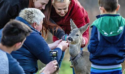 Istarski Bambi svaki dan dolazi po mlijeko i kekse: 'Postao je član obitelji, svi ga volimo!'