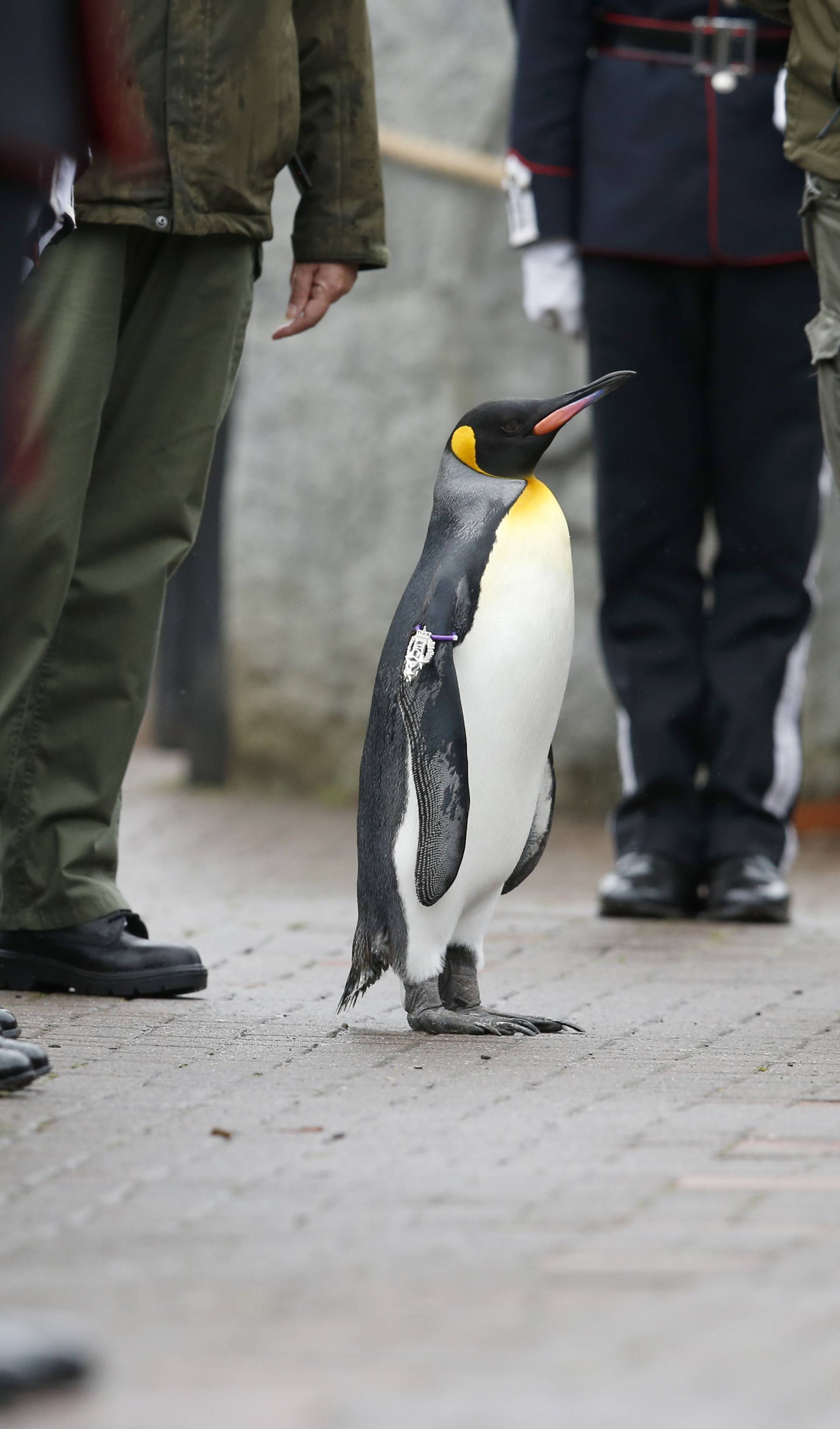 King penguin Nils Olaf inspects guard