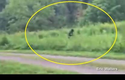 Šetajući psa snimio Bigfoota? Pogledajte i prosudite sami