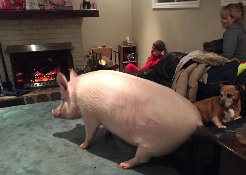 Facebook/Esther the Wonder Pig