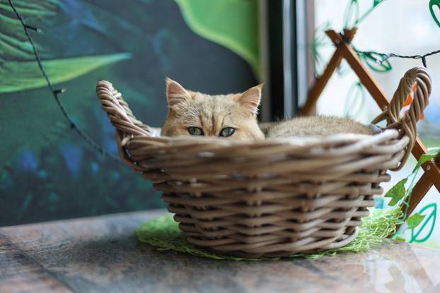 Zagreb: Emilija i Amer Alaydi otvorili su kafić Animal caffe