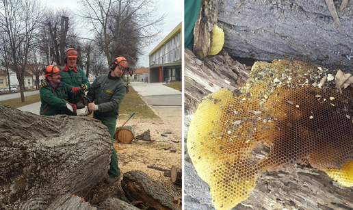 Upala im motorka u med: U trulom deblu pronašli su saće